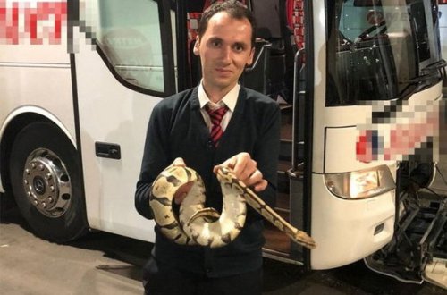 Sərnişin avtobusunda piton təlaşı: Qutudan çıxıb itən ilan qorxu yaratdı - VİDEO