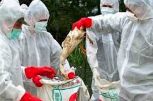 Azərbaycanda “quş qripi” ilə bağlı əhaliyə müraciət olundu: “Uzaq durun“