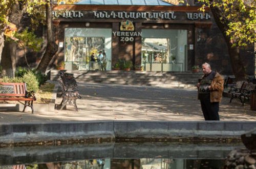 Yerevan heyvanxanasında küçə itləri kenquruları yedilər
