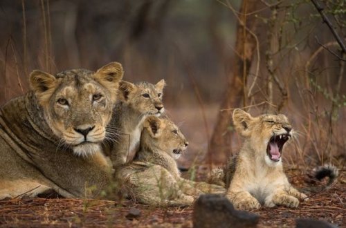 Львица с детенышами съели пятилетнего ребенка