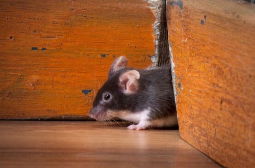 Turist otellərdə pulsuz qalmağın QEYRİ-ADİ YOLUNU tapdı - FOTO