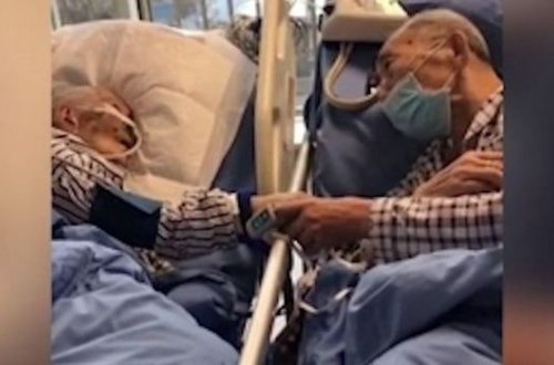 Yaşlı cütlüyün ölümqabağı vidalaşma anı - VİDEO
