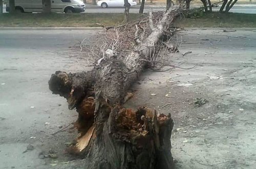 Güclü külək Bakıda ağacları aşırdı - FOTO