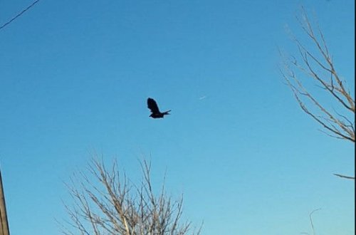 Havada hərəkətsiz qalan quş görənləri çaş-baş saldı – VİDEO