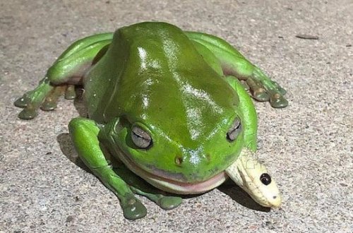 Лягушка съела одну из самых ядовитых змей в мире