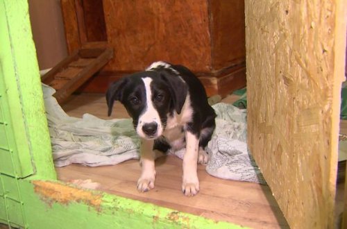 В России убили и съели собаку, взятую из приюта для животных – ФОТО