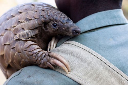 Çin alimləri virusa görə indi də bu heyvandan şübhələnir - FOTO