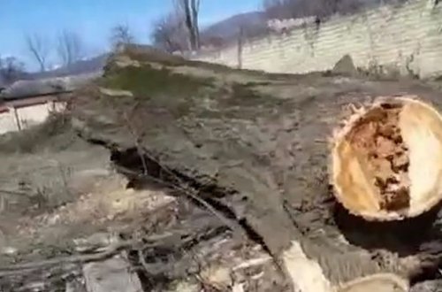 В Исмаиллы массово вырубили деревья - ВИДЕО