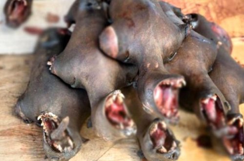 Bu dəfə Çin deyil: vəhşi heyvanlar diri-diri qaynadılır - Görülməmiş vəhşilik (FOTOLAR)