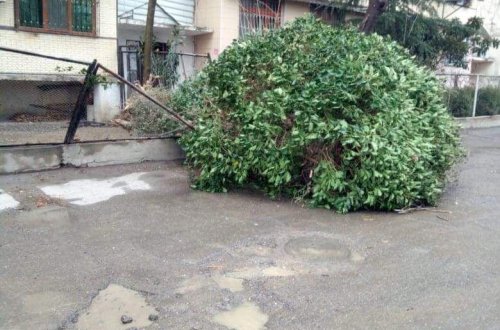 Bakıda güclü külək ağaclara ziyan vurub - FOTO