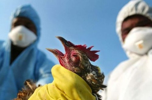 В Китае сообщили о вспышке птичьего гриппа