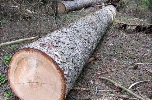 Qanunsuz yolla əldə edilmiş meşə materialı aşkar edildi