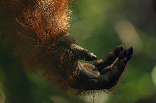 Oranqutan bu adama kömək əlini uzatdı - FOTO
