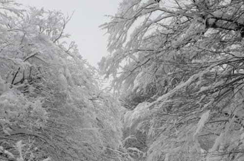 Hava şəraiti ilə bağlı MÜHÜM AÇIQLAMA: 24 dərəcə şaxta, 50 sm qar, güclü külək...