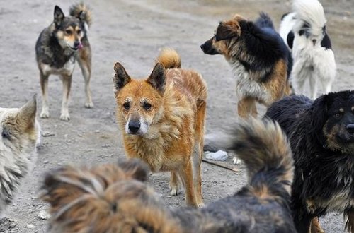 Küçə itləri kişini yedi