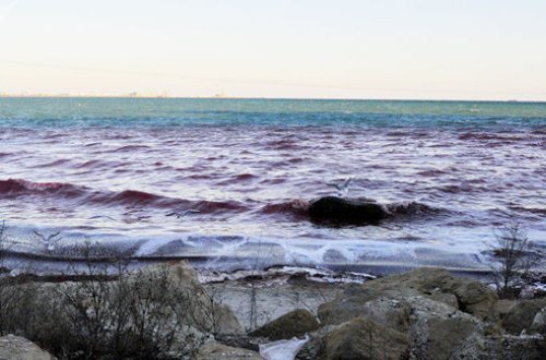 Xəzərin sahilləri qırmızı rəngə boyandı - VİDEO