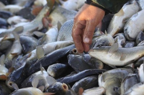 Azərbaycanda ovlanan balıqların növü və çəkisi açıqlandı