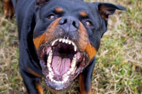 Rotveyler dörd yaşlı uşağı didib öldürdü