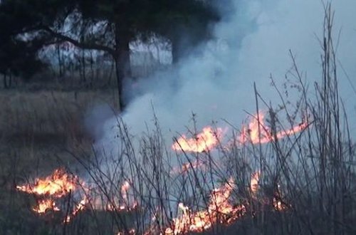 В Евлахе произошел пожар на кладбище – ВИДЕО
