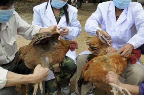 Азербайджан ограничил импорт птицепродуктов