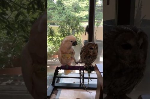 “Sevgisi” cavabsız qalan tutuquşu görənləri güldürdü – VİDEO