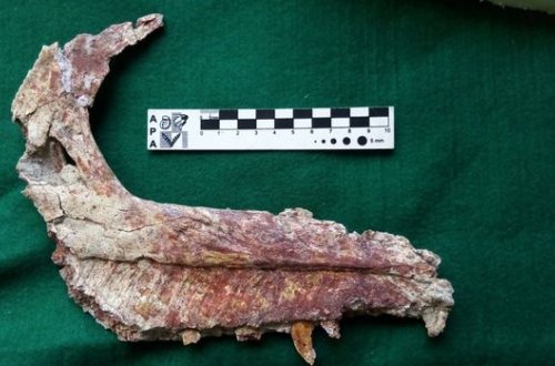 В Аргентине найдены останки нового вида динозавра