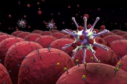 Ученые выяснили, как защитить организм от всех вирусов сразу