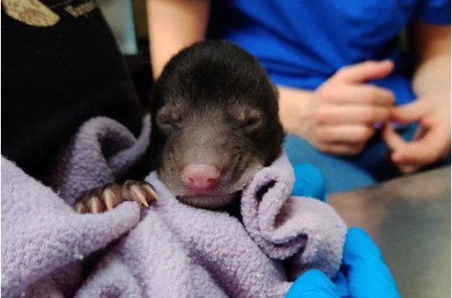 İt meşədən evə yeni doğulmuş ayı balası gətirdi – FOTO/VİDEO