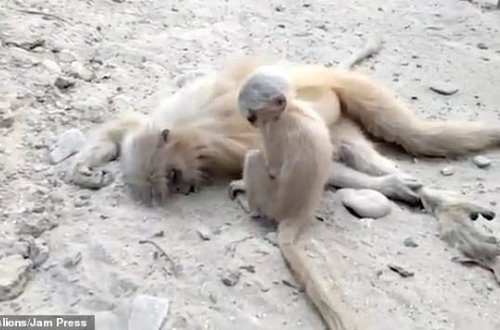 Ölmüş anasını oyatmağa çalışan meymun balası - VİDEO