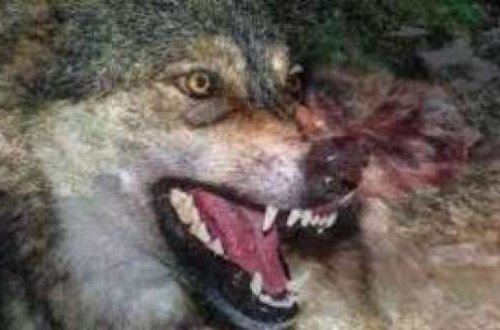 Bakıda canavar 54 yaşlı kişiyə hücum etdi - FOTO