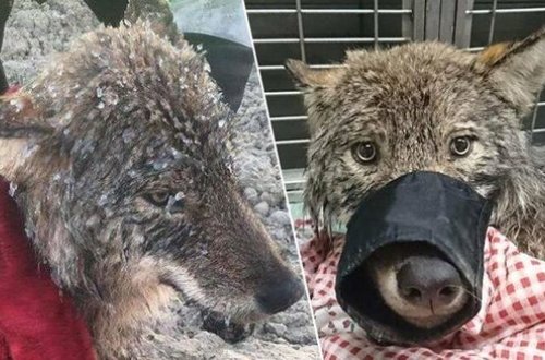 Donmuş çaydan xilas etdikləri it başqa heyvan çıxdı