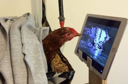 Polşada məhkəmə televizora baxan toyuqları ev heyvanı saymaqdan imtina etdi