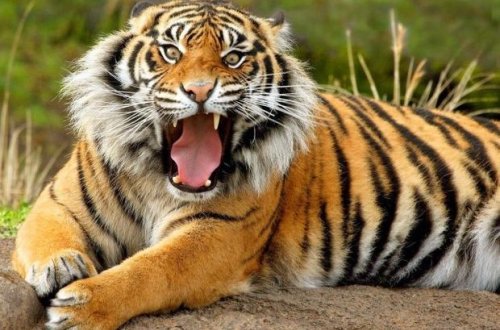 Pələng turistlərlə dolu avtobusa hücum etdi - VİDEO