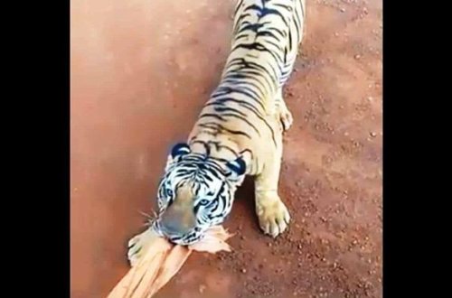 В Индии тигр напал на автобус с туристами – ВИДЕO