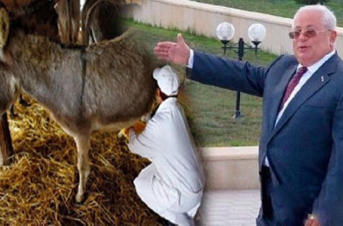 Həbs olunan icra başçısı eşşək südü biznesi ilə də məşğul olub – ŞOK biznes siyahısı