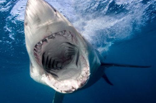 Серфер спасся от белой акулы с помощью мата и пинков