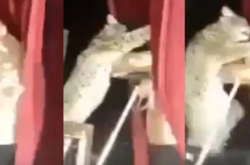 Sirkdə vaşaq məşqçiyə HÜCUM ETDİ - VİDEO