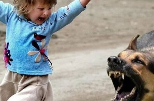 Şəkidə 4 uşağı it dişlədi