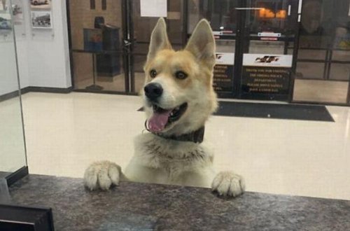 Sahibini itirən it polis bölməsinə gəlib, yardım istədi - FOTO