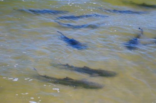 Göyə dron qaldıran serfer dəhşətə gəldi: akulaların mühasirəsində üzürmüş – VİDEO