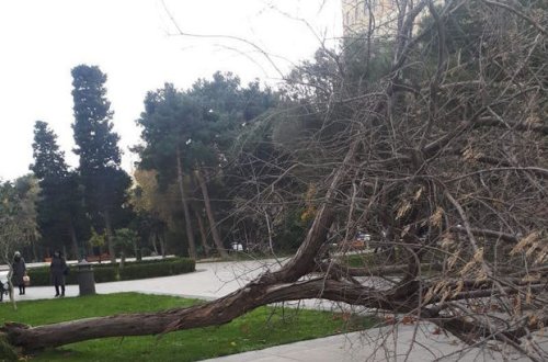 Mingəçevirdə güclü külək ağacı qadının üzərinə aşırdı
