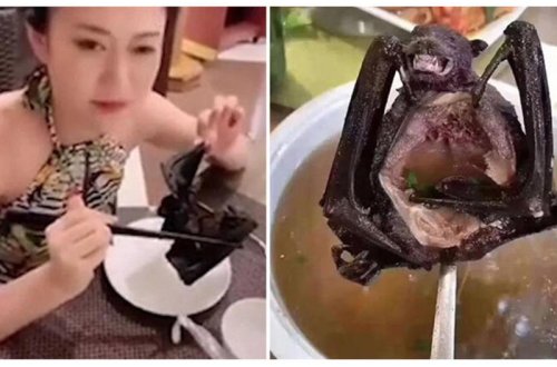 Çin haqqında TÜKÜRPƏDƏN FAKTLAR: İtlərlə iyrənc münasibət, virus, natəmizlik... - ŞOK GÖRÜNTÜLƏR