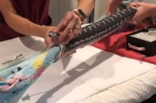 Ветеринары вытащили полотенце из желудка питона - ВИДЕО