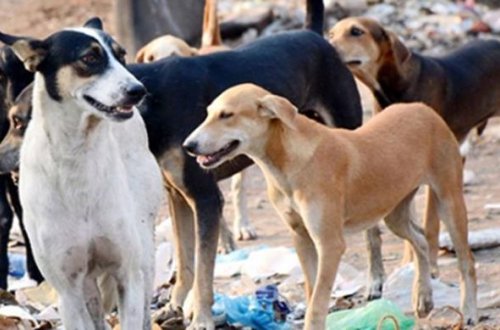 Şəkidə qadını it dişlədi