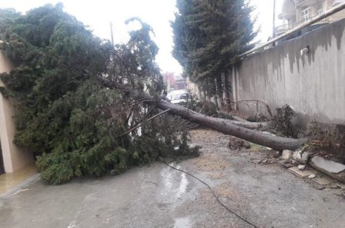 Сильный ветер повалил в Баку более 10 деревьев - ФОТО