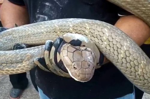 Hamilə qadını dörd metrlik kobradan belə xilas etdilər – VİDEO