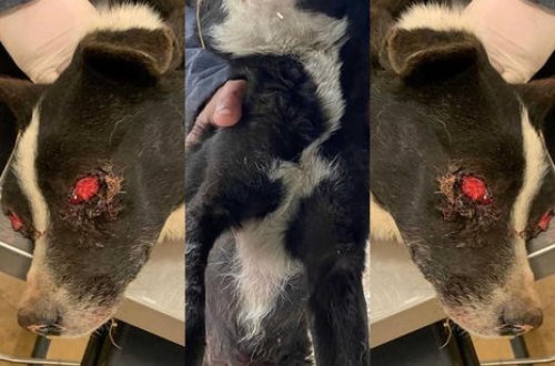 Azərbaycanda itin gözlərini çıxardılar - Bunu törədən canlıya insan demək olmaz - FOTO/VİDEO