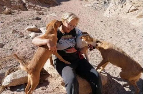 Женщину растерзали насмерть бездомные собаки, которых она кормила