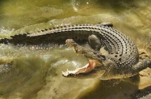 Крокодил убил мальчика на глазах у его друзей
