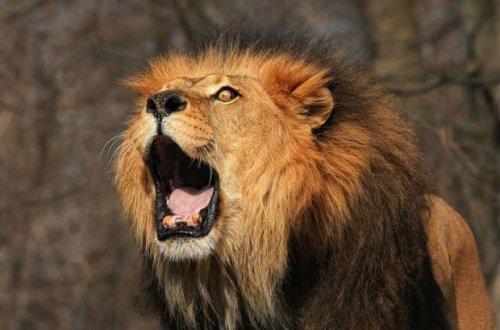 Meksikada aslan insanı parçaladı